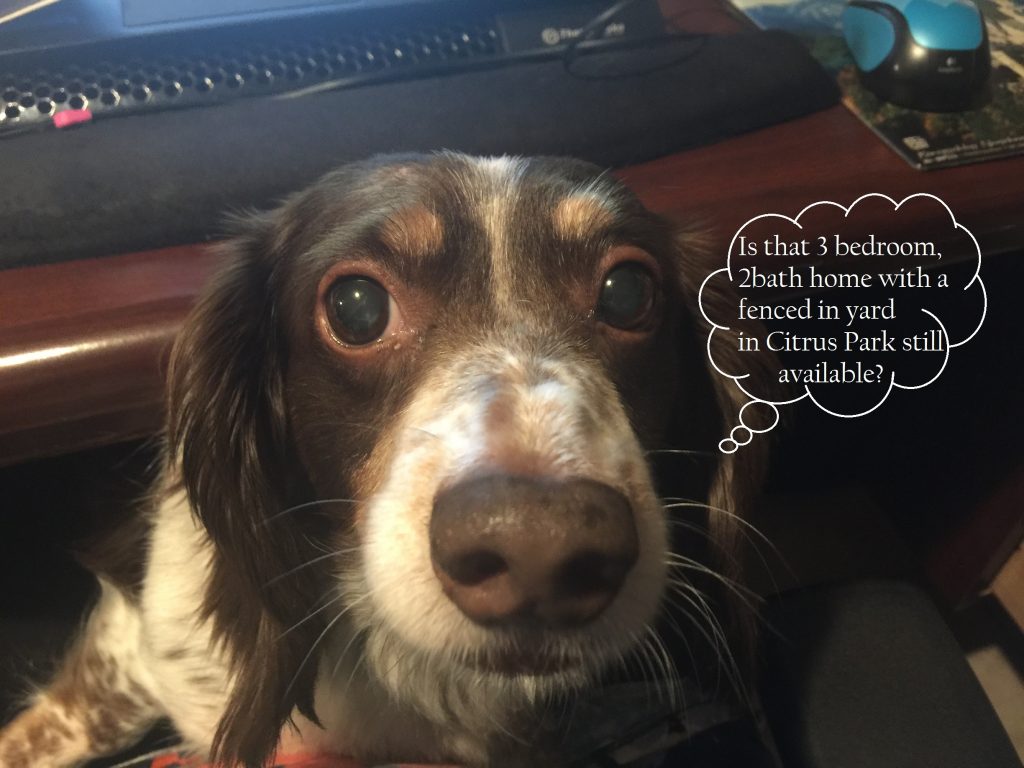 Close-up brown-and-white dog with thought bubble